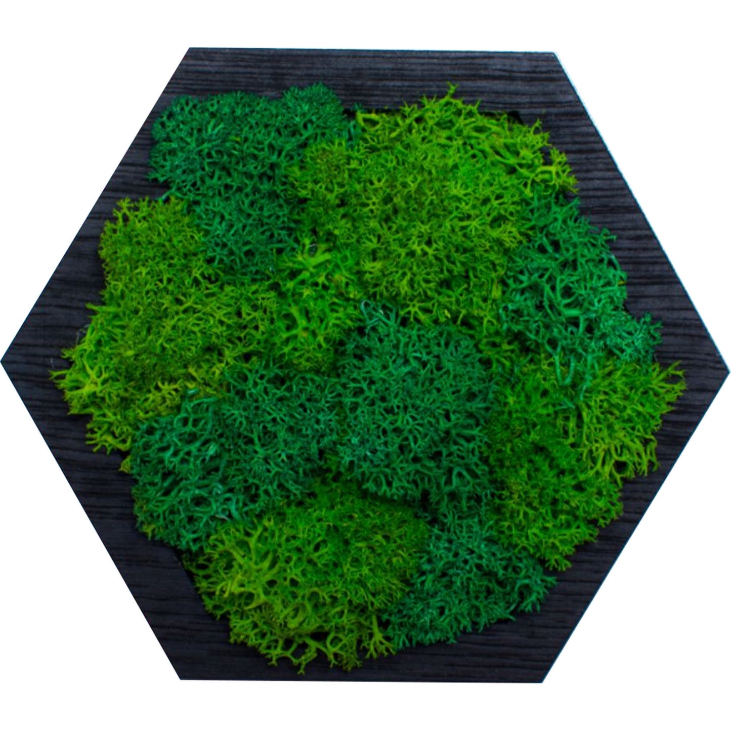 Decor Forma Hexagon HH1531 din lemn Perosnalizat cu Licheni