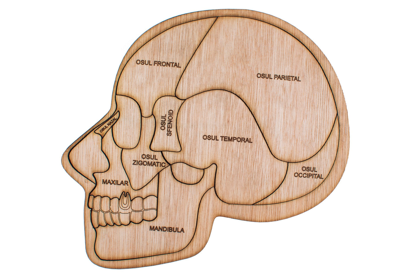 Puzzle din lemn Personalizabil, Corp si Craniu Uman Multistrat
