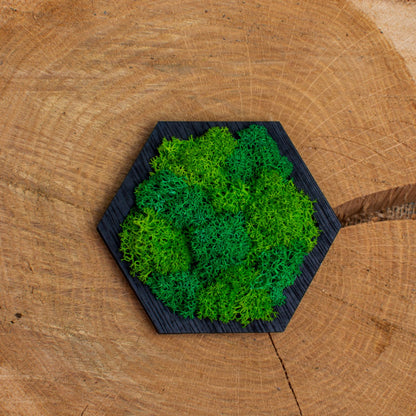 Decor Forma Hexagon HH1531 din lemn Perosnalizat cu Licheni