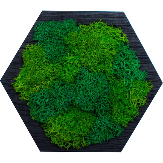 Decor Forma Hexagon HH1531 din lemn Perosnalizat cu Licheni